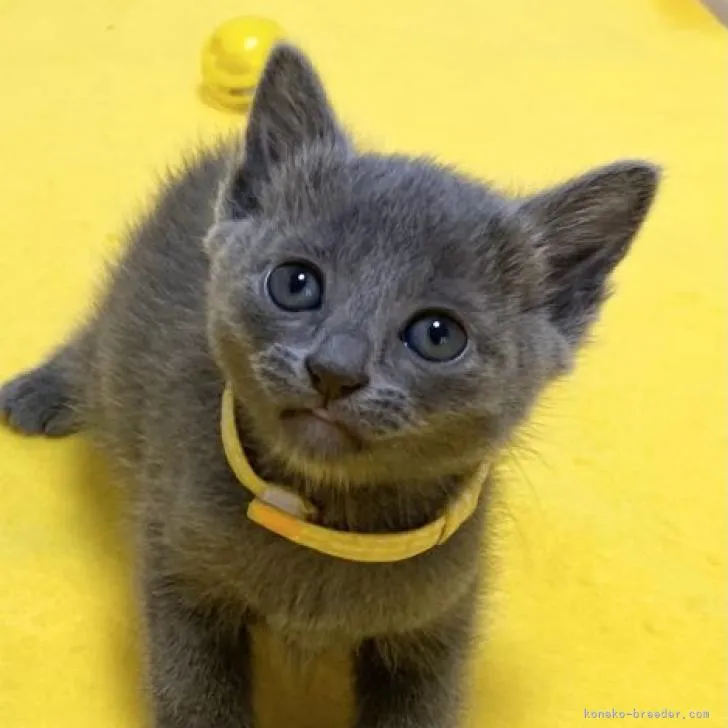 ID:2211-01541の子猫
