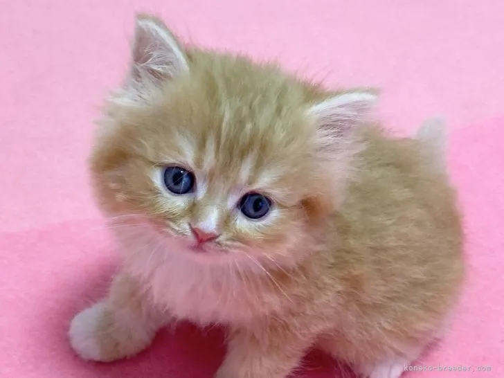 ID：2204-02333の子猫