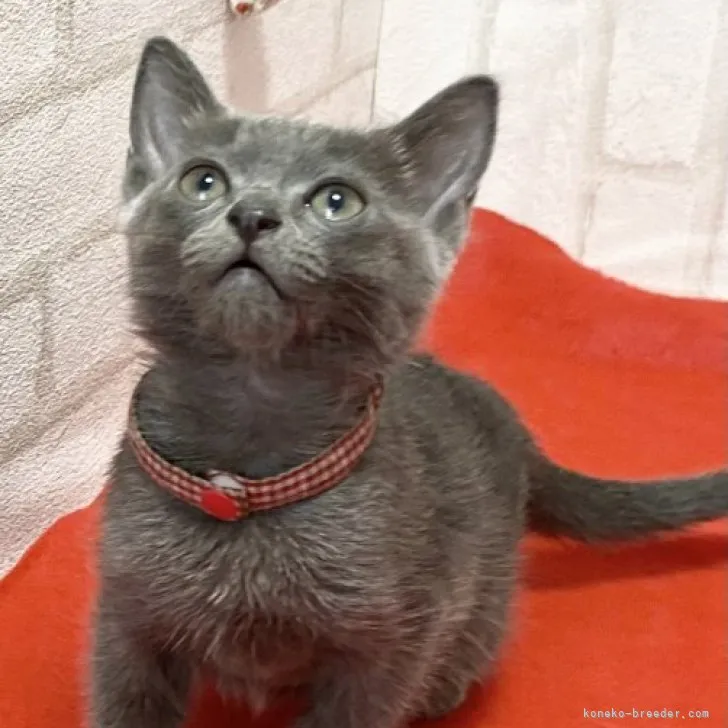 ID:2306-01593の子猫