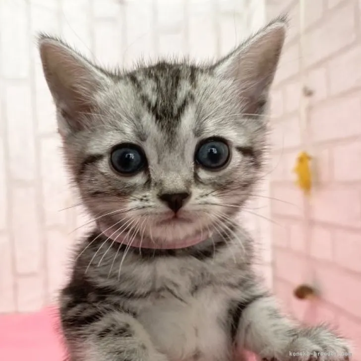 E.O 様のお迎えした子猫