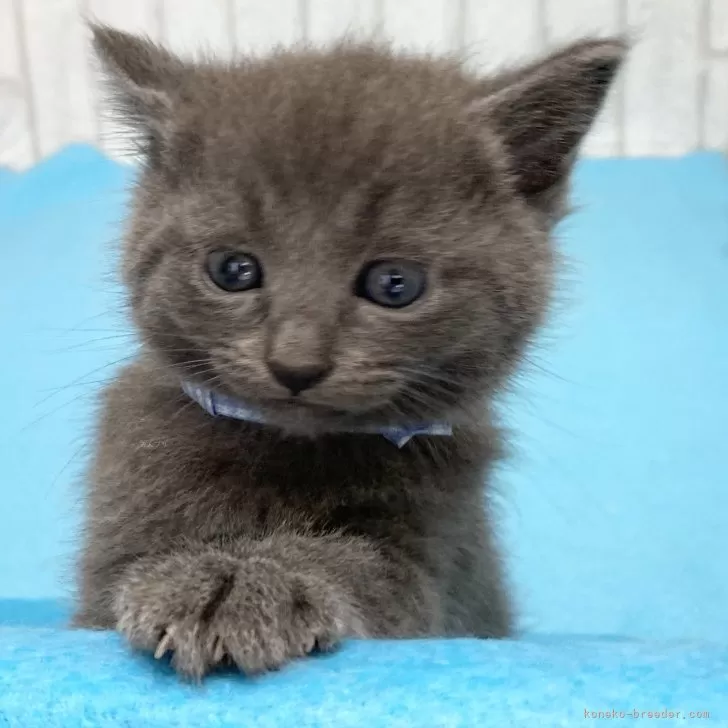 ID:2408-00398の子猫
