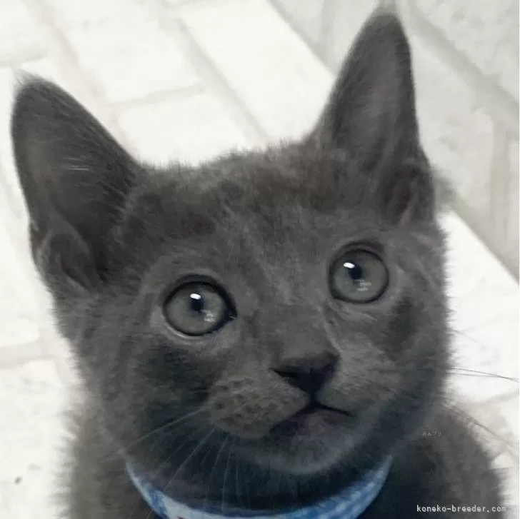 ID：2402-01017の子猫