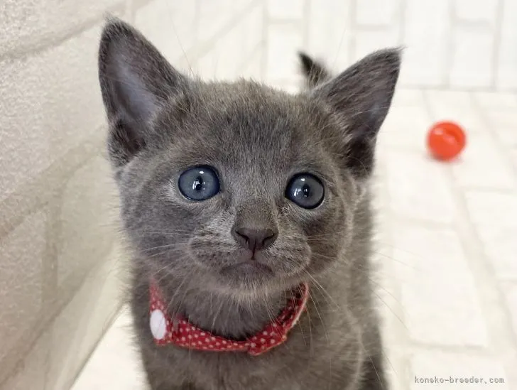 ID：2107-01356の子猫