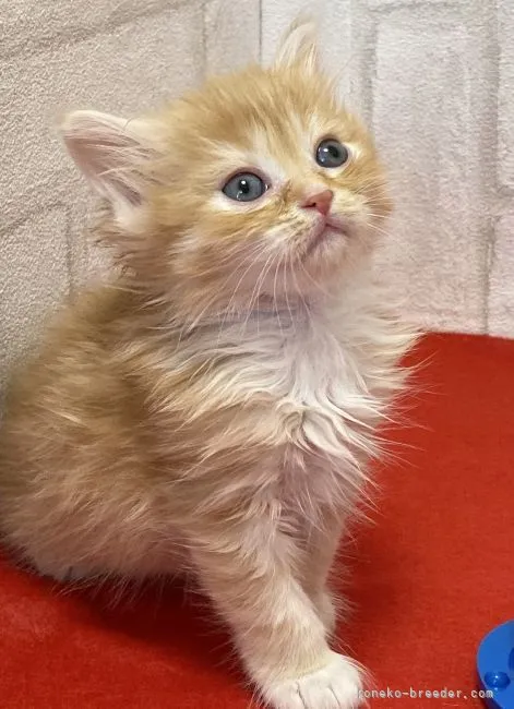 ID:2104-01649の子猫