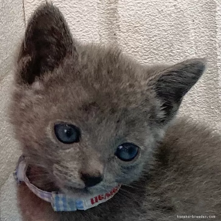 ID：2407-00489の子猫
