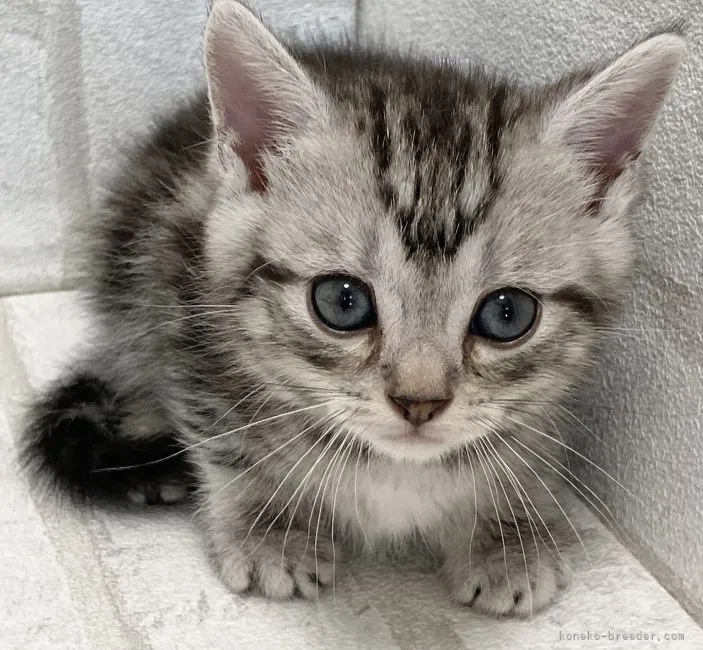 ID：2107-01887の子猫