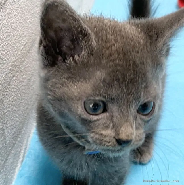 ID:2112-00976の子猫