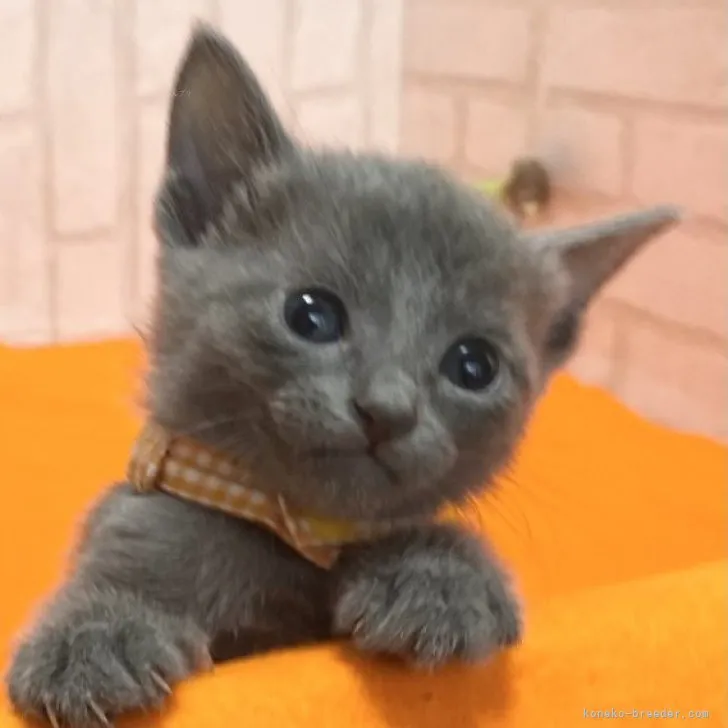 ID:2312-01259の子猫