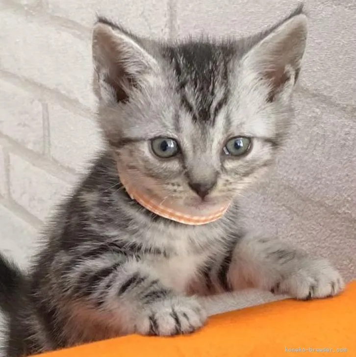 ID:2301-00804の子猫