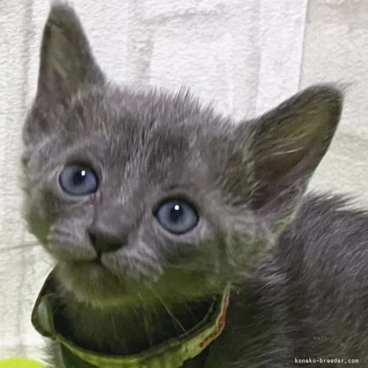 ID：2312-00624の子猫