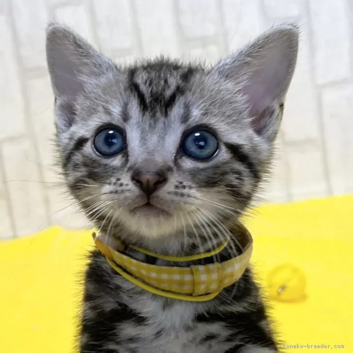 ID:2406-01267の子猫