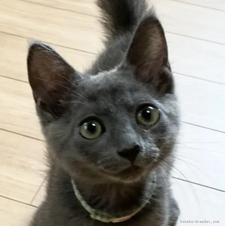 ID：2306-01589の子猫