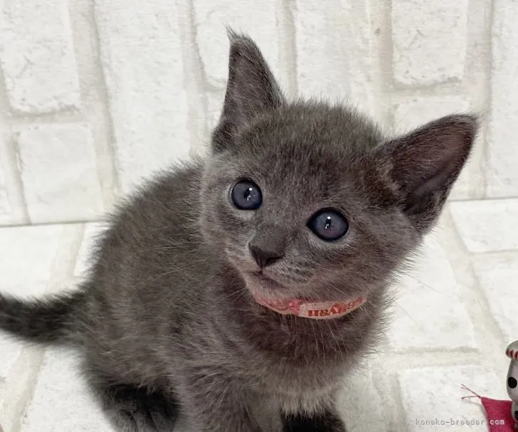 ID：2108-00633の子猫