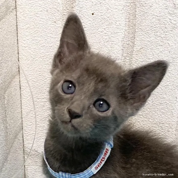ID：2210-02593の子猫