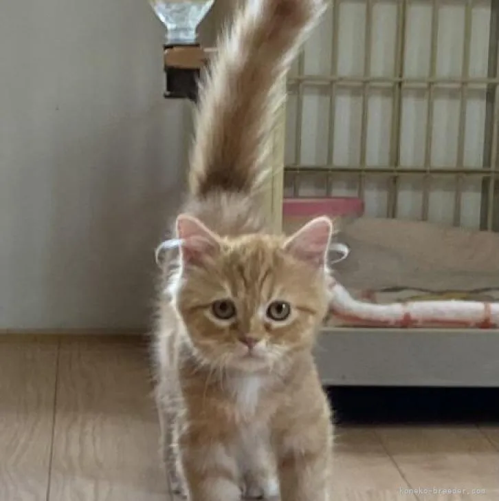 ID：2207-01297の子猫