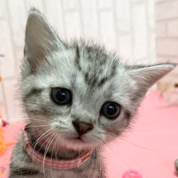 アメリカンショートヘア【滋賀県・女の子・2024年4月7日・シルバータビー（ショート）】の写真「可愛い女の子です。観て触れて下さい。」