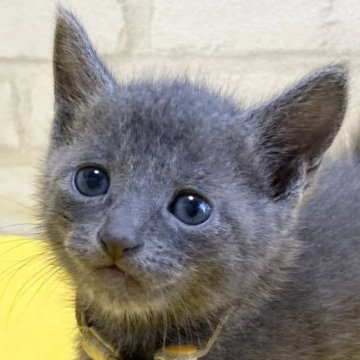 ロシアンブルー【滋賀県・男の子・2023年10月8日・ブルー（ショ―ト）】の写真「とてもハンサムな男の子です。」