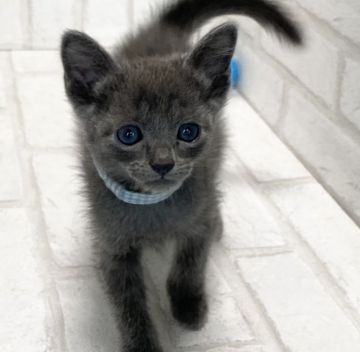 ロシアンブルー【滋賀県・男の子・2021年6月20日・ブルー（ショ―ト）】の写真「ハンサムな男の子です。」