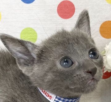 ロシアンブルー【滋賀県・男の子・2020年5月19日・ブルー（ショート）】の写真「ハンサムな男の子」