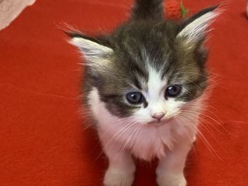 ラガマフィン【滋賀県・女の子・2021年10月3日・ブラウンタビー&ホワイト（ロング）】の写真「可愛い女の子です。元気いっぱいに遊んでます。」