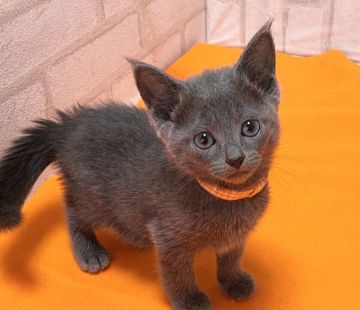 ロシアンブルー【滋賀県・女の子・2021年10月24日・ブルー（ショ―ト）】の写真「可愛い女の子です。元気いっぱいに遊んでます。」