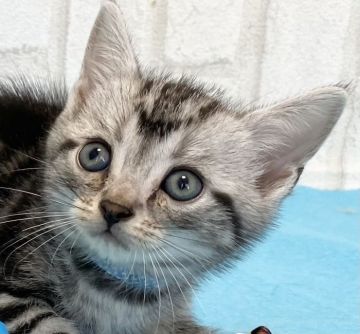 アメリカンショートヘア【滋賀県・男の子・2020年10月7日・シルバータビー（ショ―ト）】の写真「ハンサムな男の子です。」