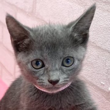 ロシアンブルー【滋賀県・女の子・2023年5月28日・ブルー（ショ―ト）】の写真「価格を値下げしました。人懐っこく育ってます。」