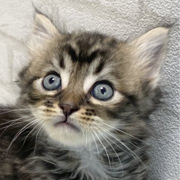 ラガマフィン【滋賀県・男の子・2024年2月18日・ブラウンタビー（ロング）】の写真「フワフワモコモコのハンサムな男の子です。」