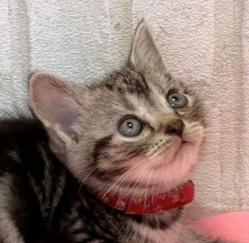 アメリカンショートヘア【滋賀県・女の子・2020年10月7日・シルバータビー（ショ―ト）】の写真「めちゃくちゃ可愛い女の子です。」