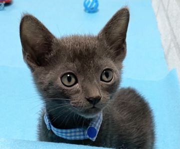 ロシアンブルー【滋賀県・男の子・2021年10月23日・ブルー（ショ―ト）】の写真「ハンサムな男の子です。」