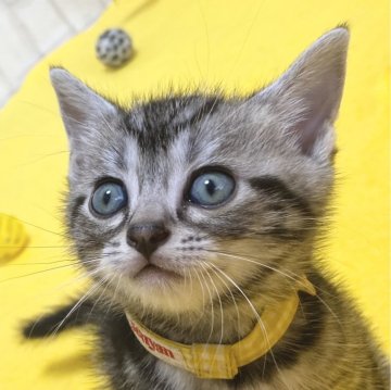 アメリカンショートヘア【滋賀県・男の子・2024年4月7日・シルバータビー（ショート）】の写真「ハンサムな男の子です。観て触れて下さい。」