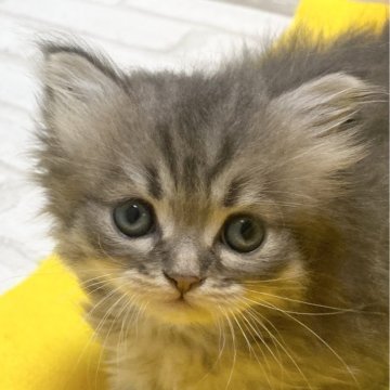 ラガマフィン【滋賀県・女の子・2024年2月18日・ブルータビー（ロング）】の写真「フアフアモコモコの可愛い女の子です。メス」