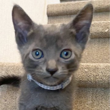 ロシアンブルー【滋賀県・男の子・2024年2月22日・ブルー（ショート）】の写真「ハンサムな男の子です。元気いっぱいに遊んでます。」