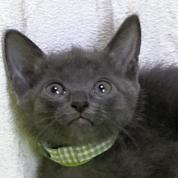 ロシアンブルー【滋賀県・男の子・2024年7月13日・ブルー（ショート）】の写真「ハンサムな男の子です。元気いっぱいに遊んでます。」