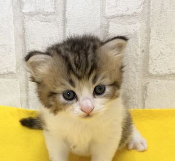 ラガマフィン【滋賀県・男の子・2021年5月30日・ブラウンタビー&ホワイト（ロング）】の写真「ハンサムな男の子です。」