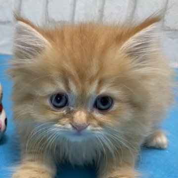 ラガマフィン【滋賀県・男の子・2023年9月21日・レッドタビー（ロング）】の写真「ファファモコモコのハンサムな男の子です。」
