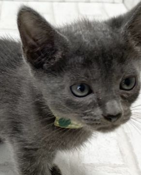 ロシアンブルー【滋賀県・男の子・2021年9月3日・ブルー（ショ―ト）】の写真「ハンサムで活発な男の子です。」