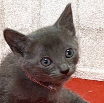 ロシアンブルー【滋賀県・女の子・2024年7月13日・ブルー（ショート）】の写真「可愛い女の子です。観て触れて下さい」