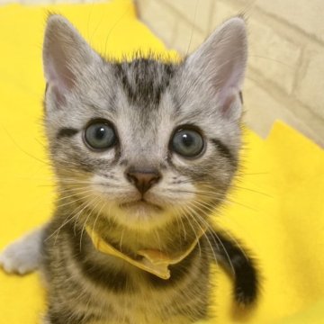 アメリカンショートヘア【滋賀県・男の子・2023年2月5日・シルバータビー（ショ―ト）】の写真「おめめがまん丸でハンサムな男の子です。」