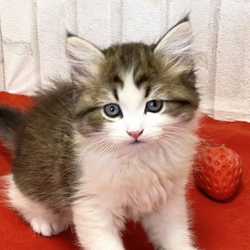 ラガマフィン【滋賀県・女の子・2022年8月21日・ブラウンタビー&ホワイト（ロング）】の写真「ファファモコモコの元気な女の子です。」