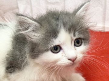 ラガマフィン【滋賀県・女の子・2022年4月5日・ブルータビー&ホワイト（ロング）】の写真「フワフワモコモコの可愛い女の子です。」