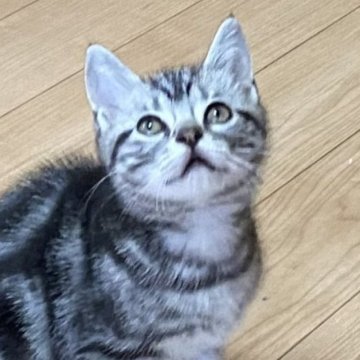 アメリカンショートヘア【滋賀県・男の子・2023年9月21日・シルバータビー（ショ―ト）】の写真「人懐っこく成りました。元気いっぱいに遊んでます。」