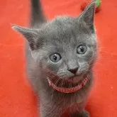 ロシアンブルー【滋賀県・女の子・2024年7月6日・ブルー】の写真1