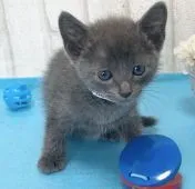 ロシアンブルー【滋賀県・男の子・2021年2月6日・ブルー】の写真1