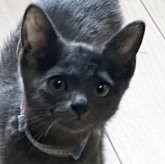 ロシアンブルー