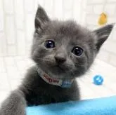 ロシアンブルー【滋賀県・男の子・2022年12月6日・ブルー】の写真1