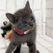 ロシアンブルー【滋賀県・女の子・2020年6月4日・ブルー】の写真1