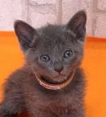 ロシアンブルー【滋賀県・女の子・2021年8月8日・ブルー】の写真1