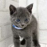 ロシアンブルー【滋賀県・男の子・2022年7月2日・ブルー】の写真1