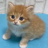 ラガマフィン【滋賀県・男の子・2022年8月14日・ブルータビー】の写真1